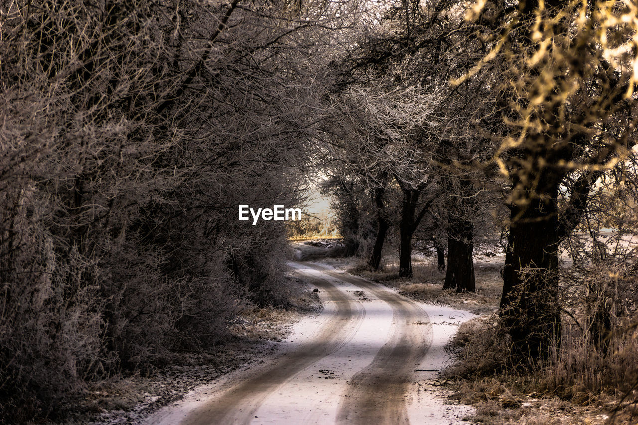 DIRT ROAD IN FOREST