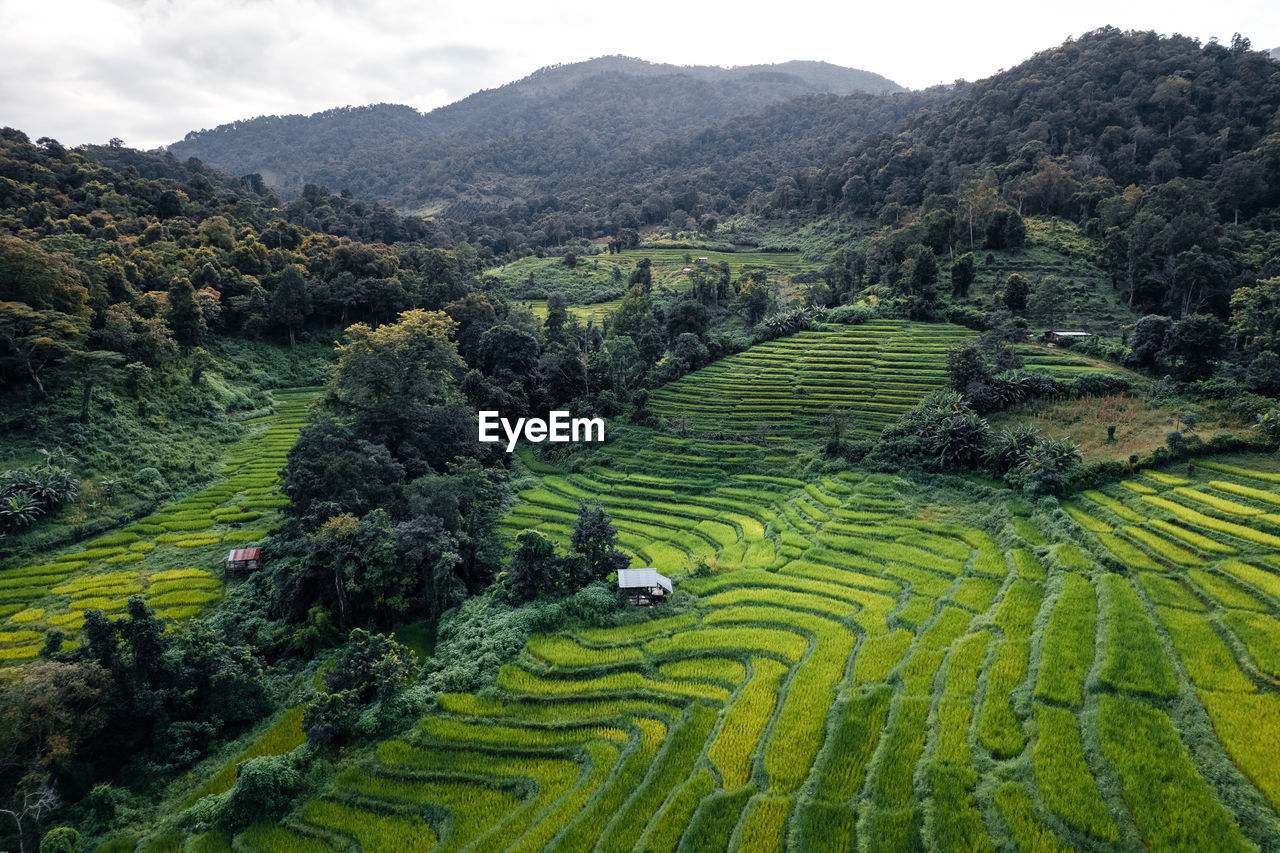 Scenic view of agricultural field against mountains