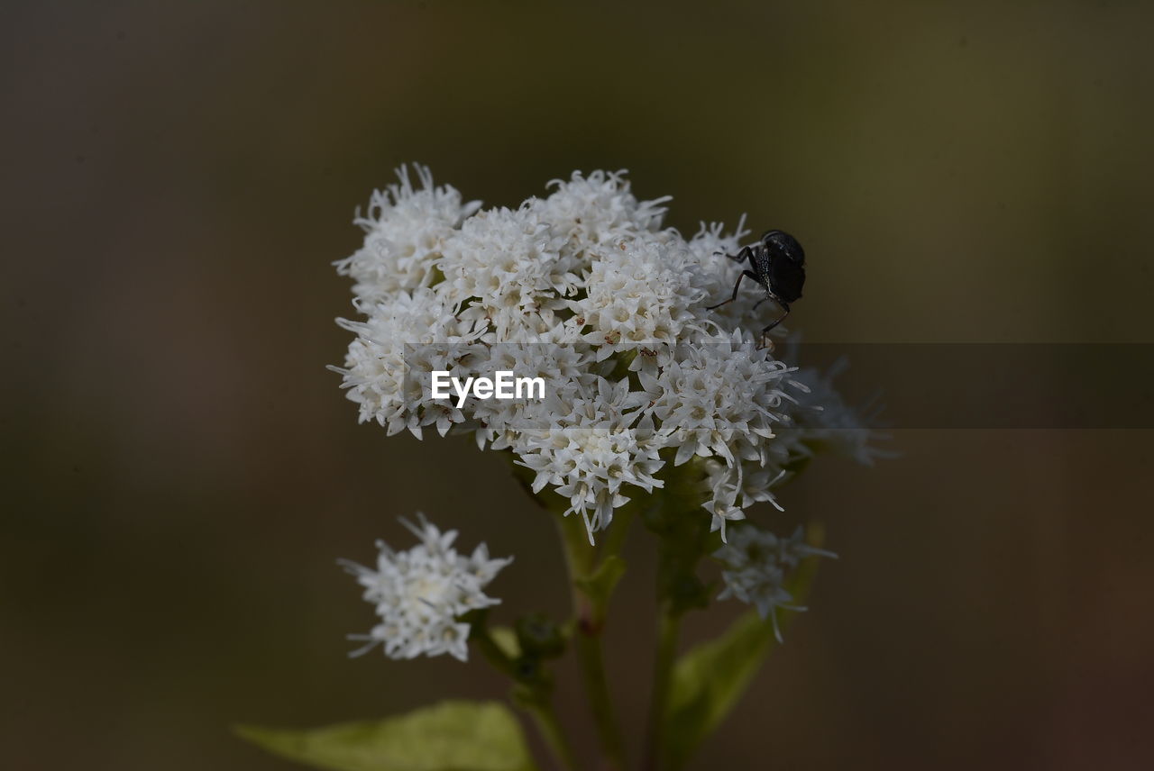 Close-up of insect on white flowers