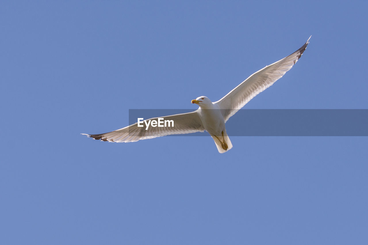 LOW ANGLE VIEW OF SEAGULL FLYING AGAINST BLUE SKY