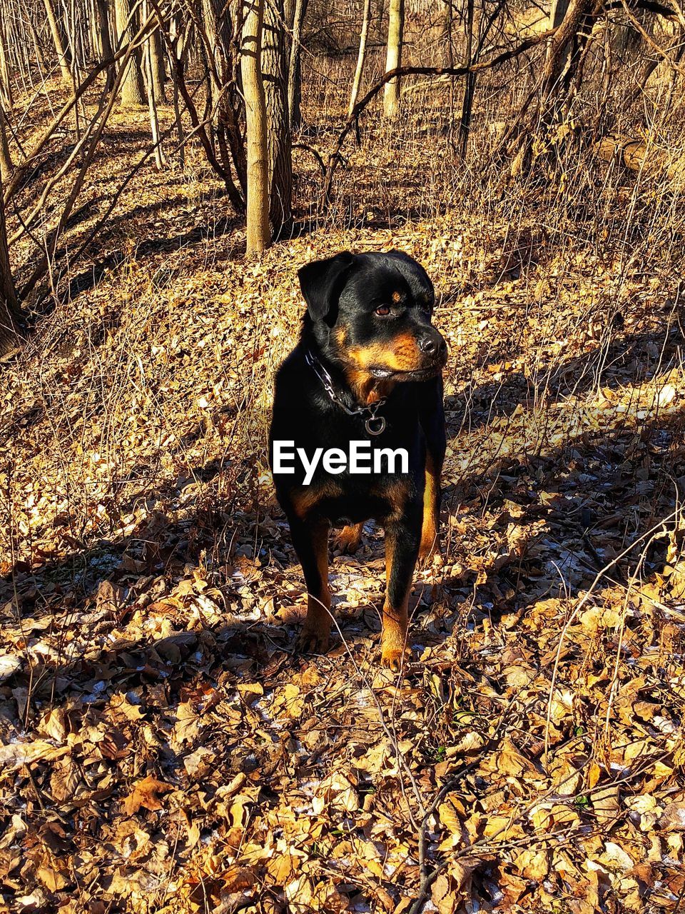 DOG ON FIELD