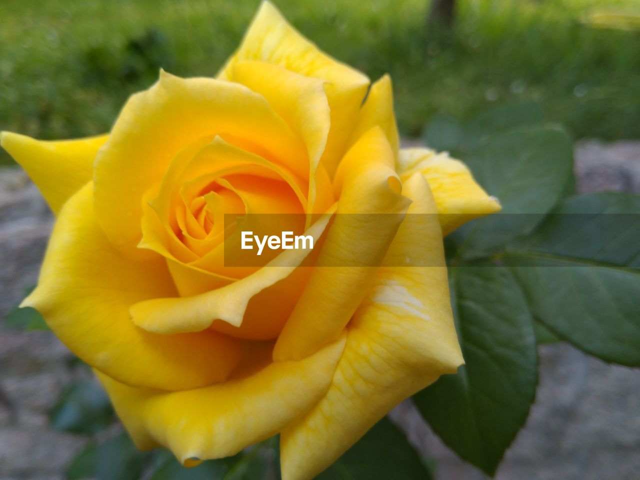 CLOSE-UP OF YELLOW ROSES