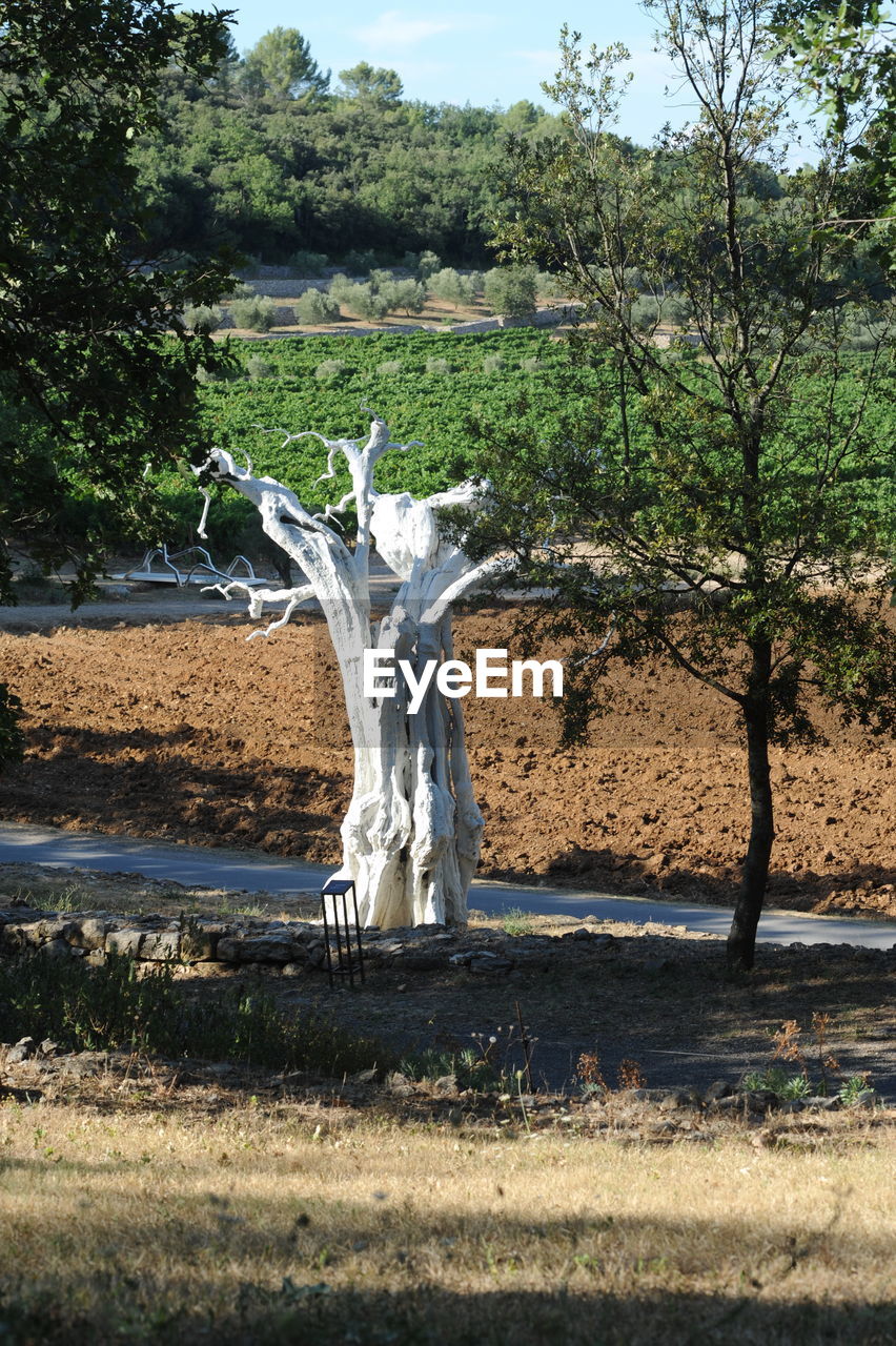 DEAD TREE ON FIELD AGAINST TREES