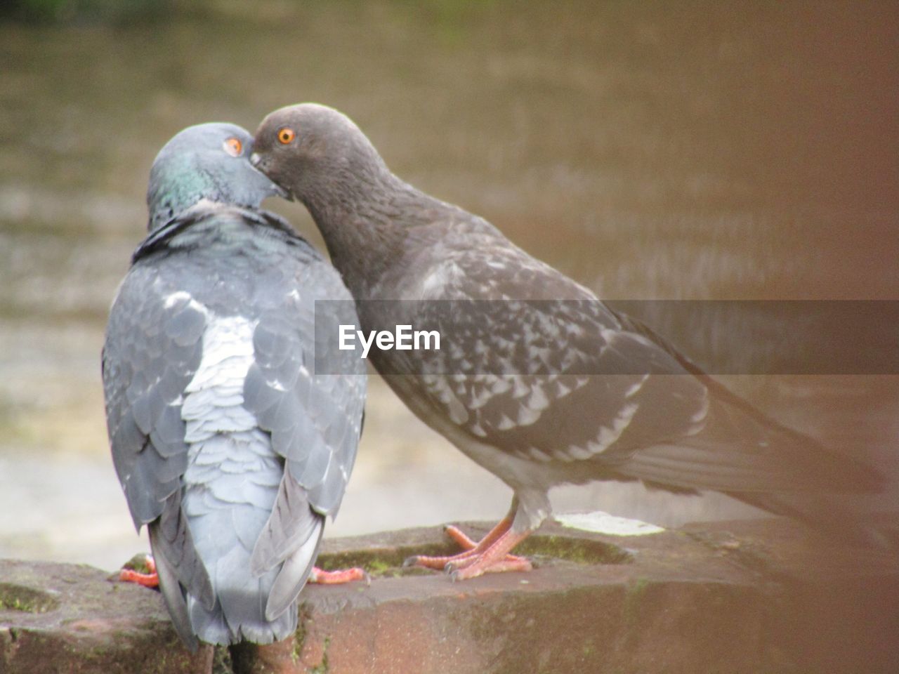 CLOSE-UP OF PIGEON PERCHING ON GROUND