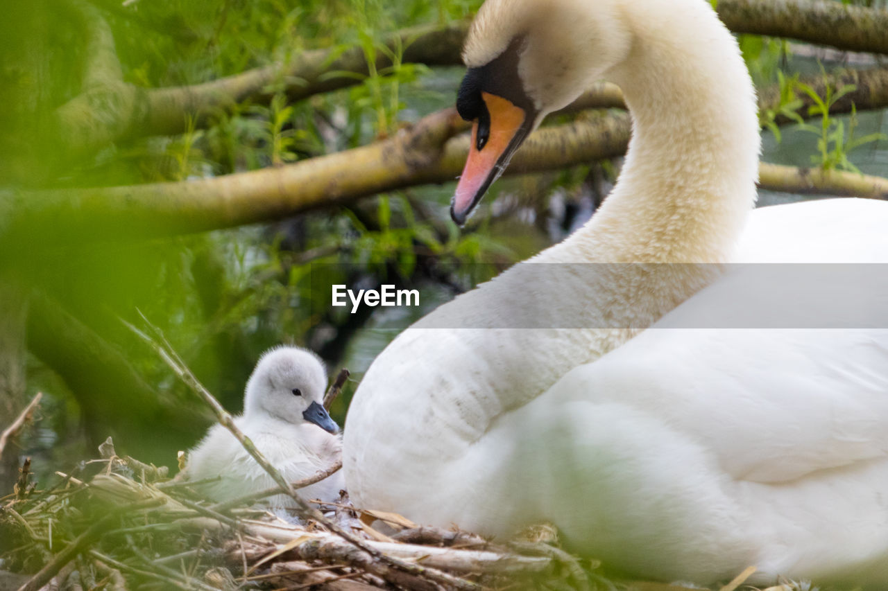 Mute swan, cygnus olor, mother and cygnets in the nest, river colne, colchester, uk.