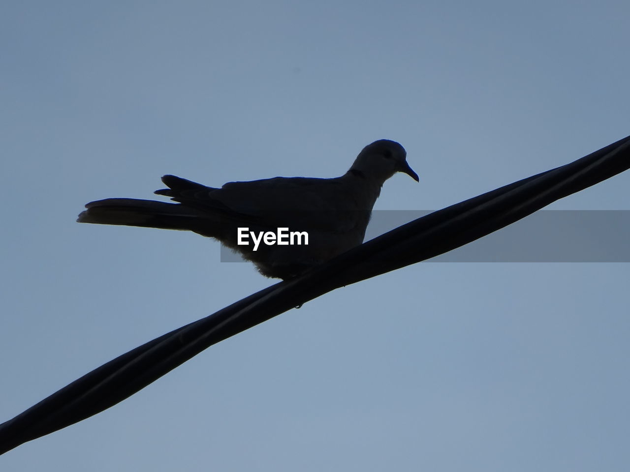 LOW ANGLE VIEW OF BIRDS PERCHING ON WALL