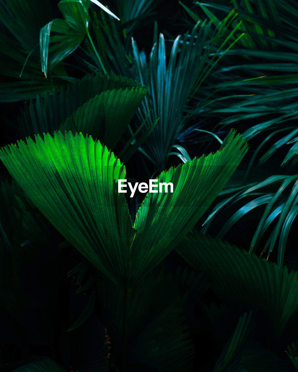 FULL FRAME SHOT OF PALM TREE