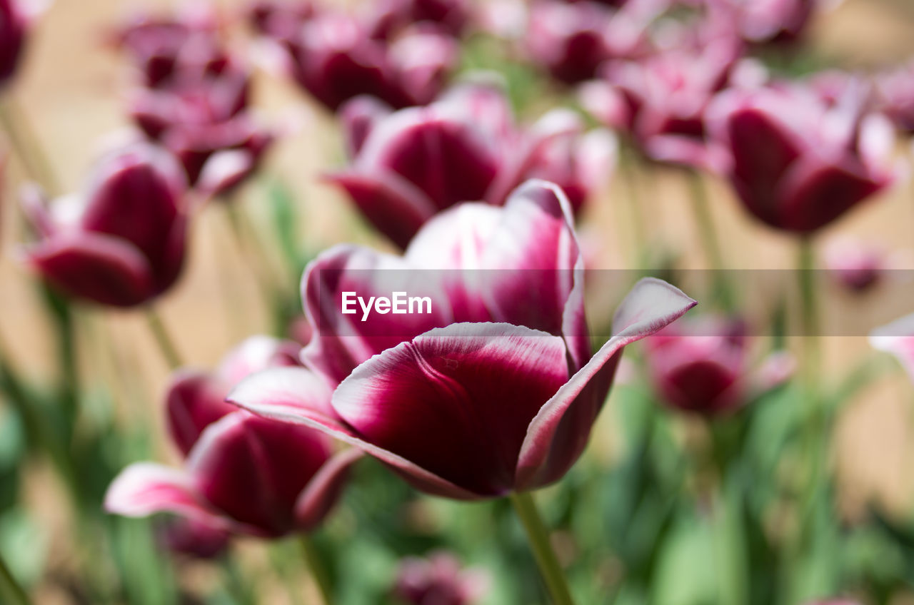 CLOSE-UP OF PINK TULIP TULIPS