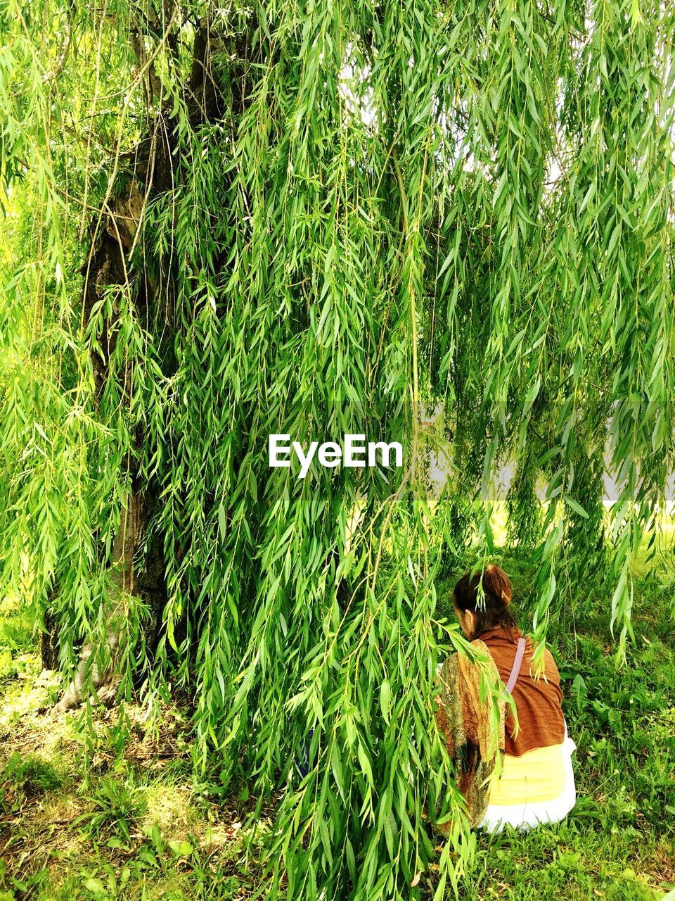 Rear view of woman sitting on field by tree