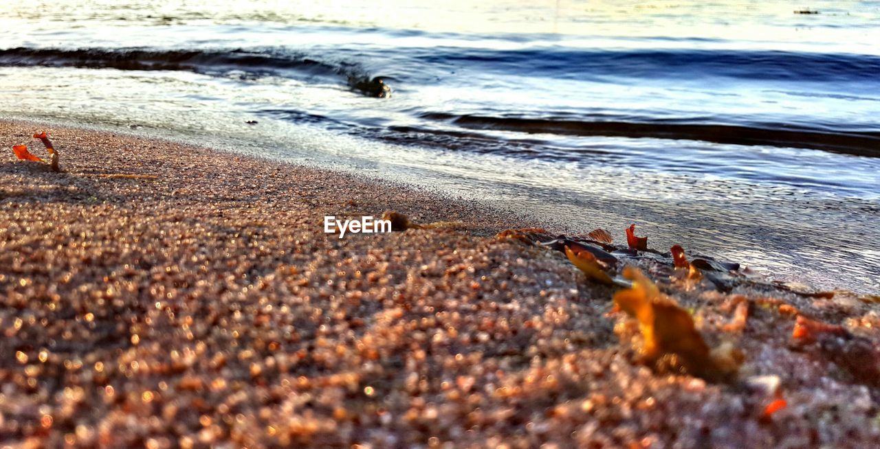 SURFACE LEVEL OF PEBBLE BEACH