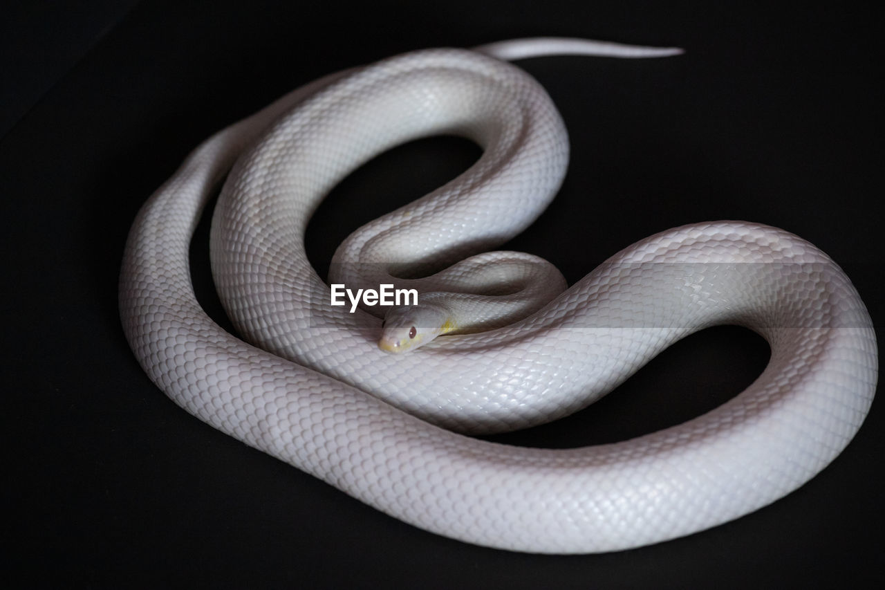 Corn snake curled up on a black background.