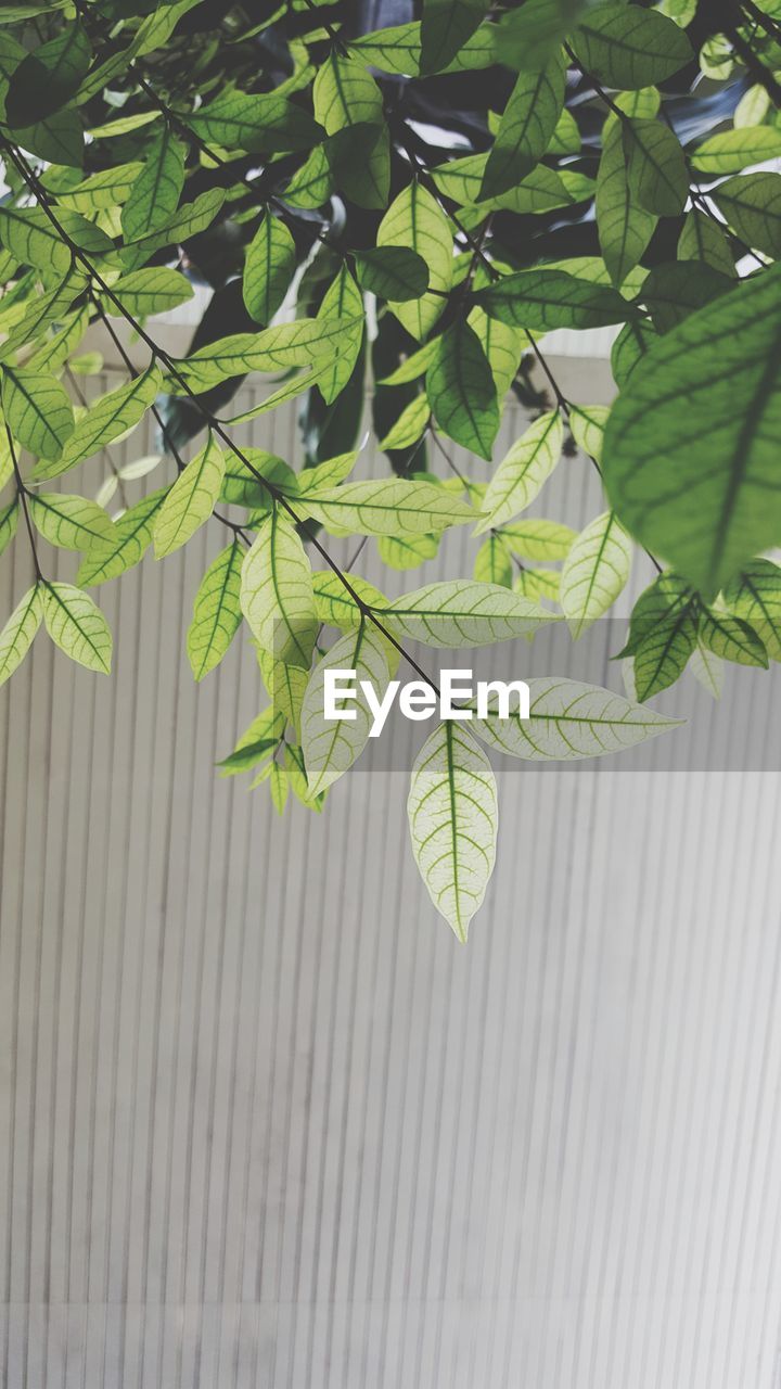 CLOSE-UP OF FRESH GREEN LEAVES ON TREE