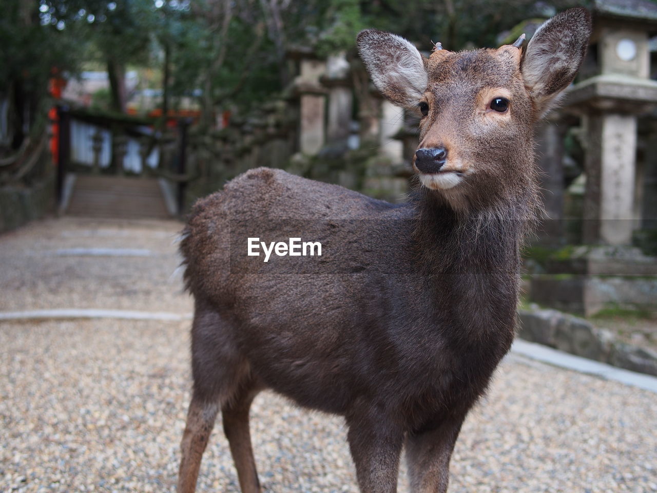 CLOSE-UP PORTRAIT OF DEER STANDING ON GROUND