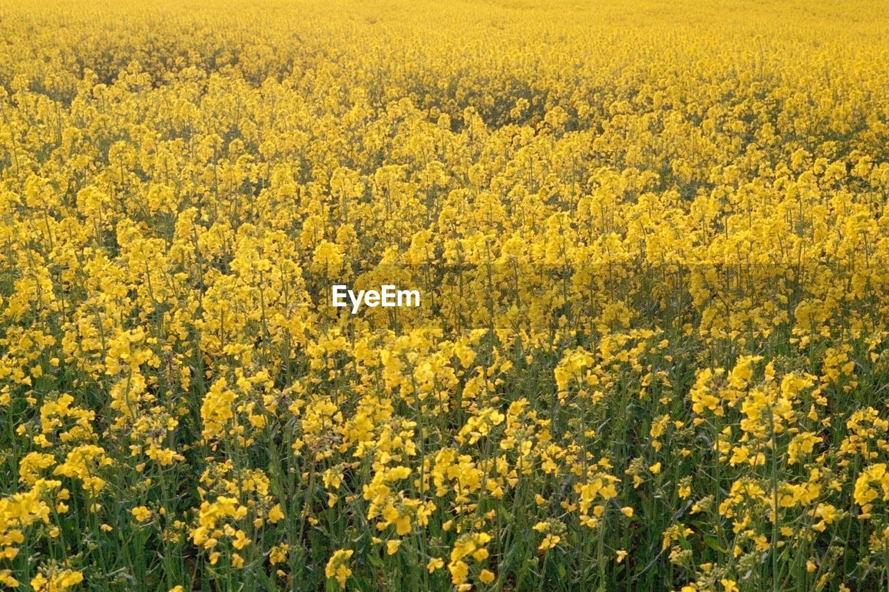 SCENIC VIEW OF YELLOW FLOWERING PLANTS