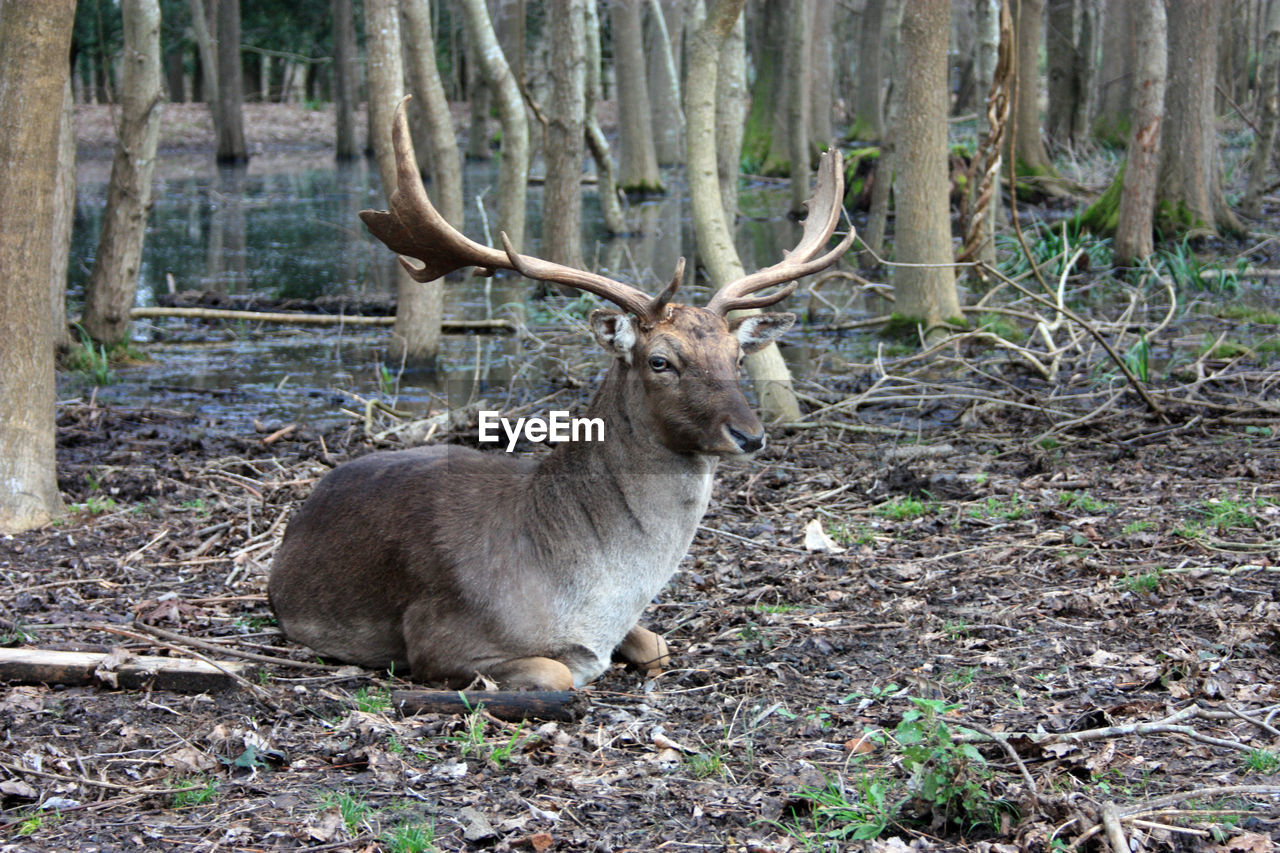 VIEW OF DEER IN FOREST