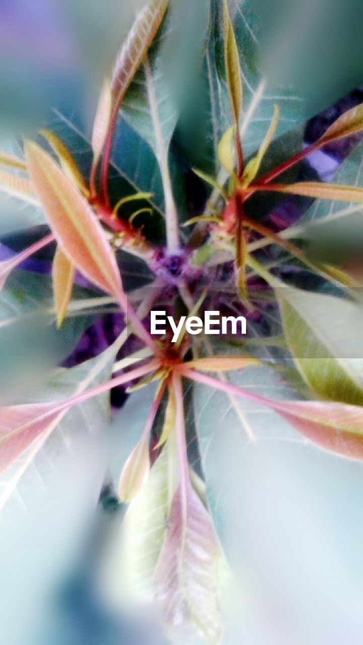 CLOSE-UP OF PURPLE FLOWER PLANT