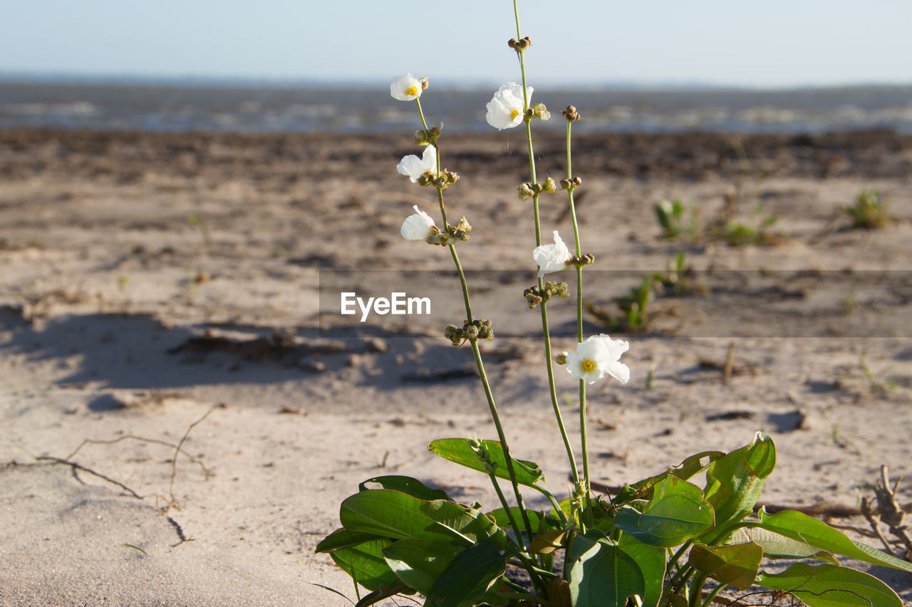 White and yellow flower on the beach in the city of federation province of entre rios argentina