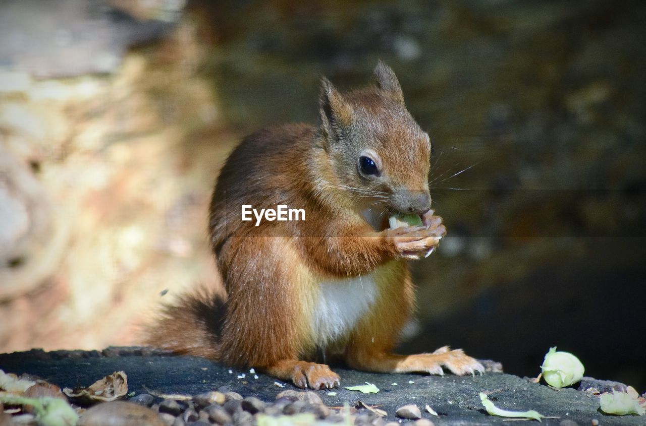 SQUIRREL EATING ROCK