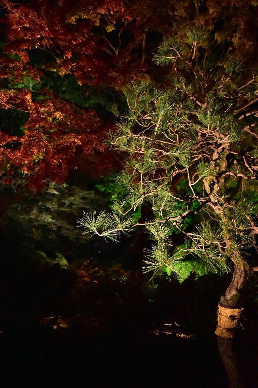 CLOSE-UP OF TREES AT NIGHT