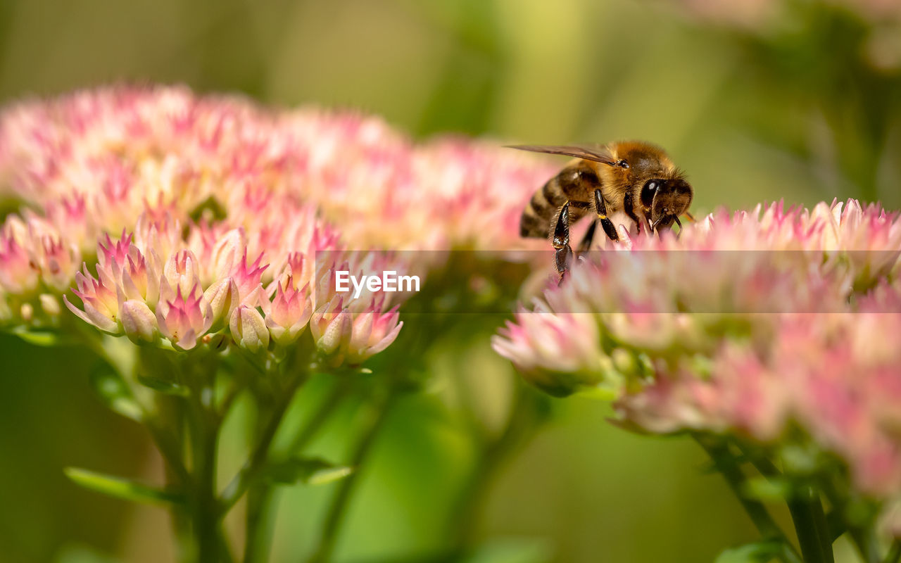 CLOSE-UP OF HONEY BEE POLLINATING ON PINK FLOWER