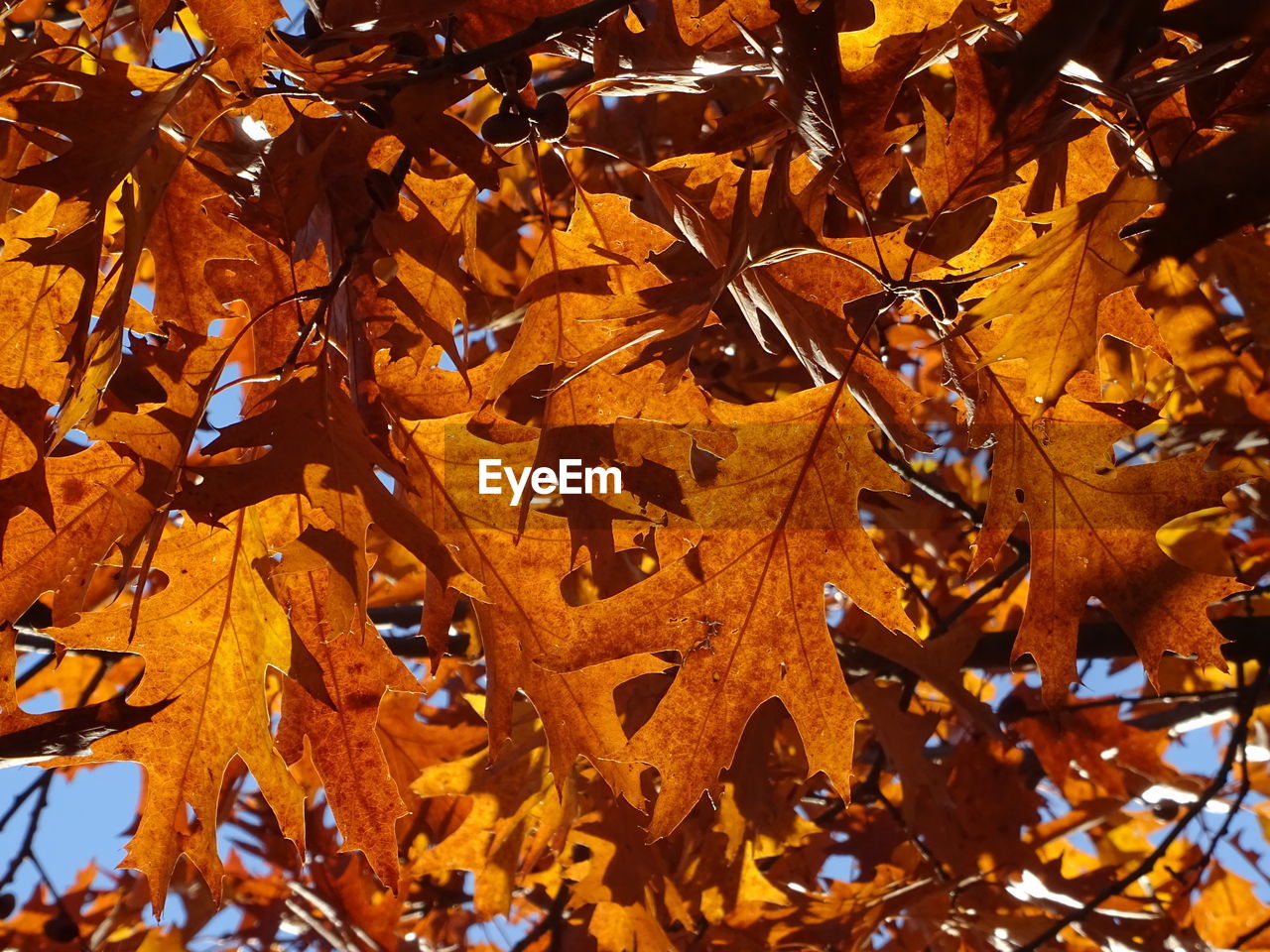 Close-up of maple leaves