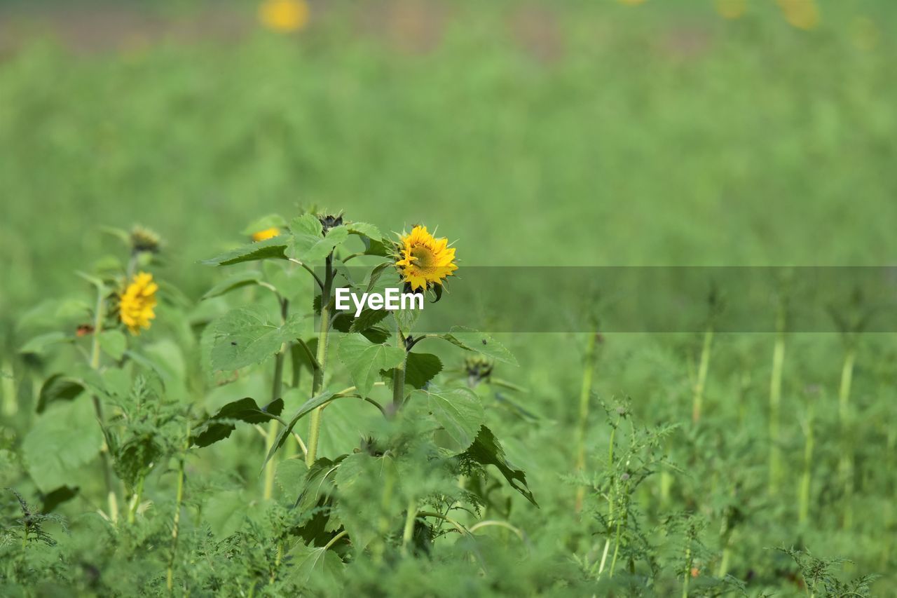 Close-up of yellow flowering plant on field