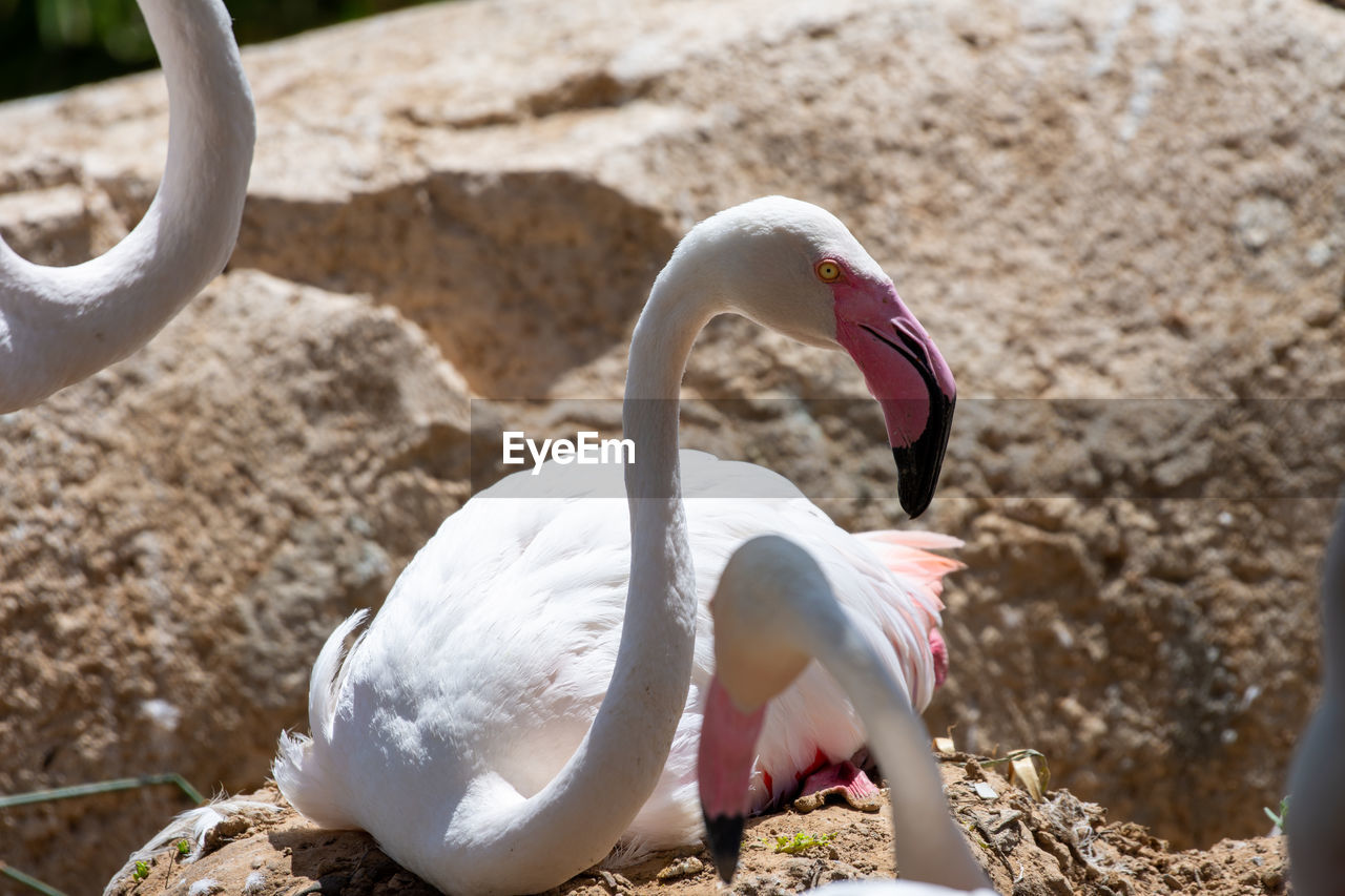 CLOSE-UP OF A SWAN