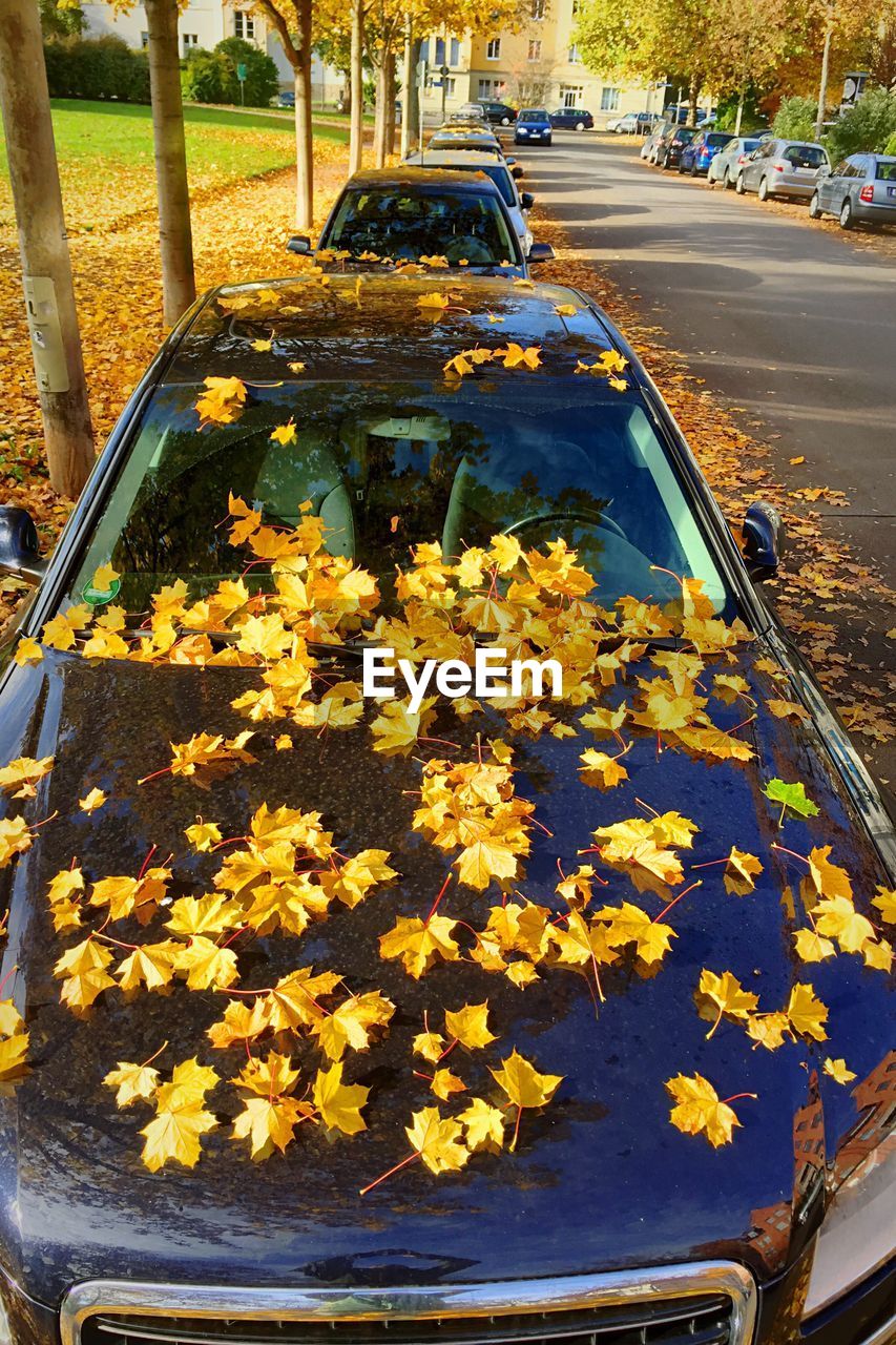 CLOSE-UP OF YELLOW LEAVES ON CAR