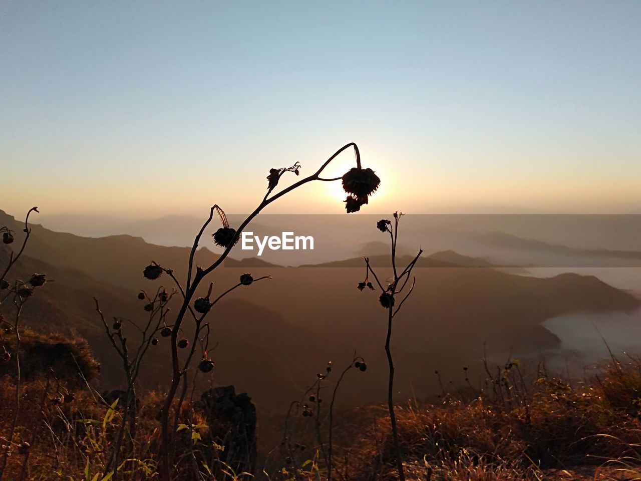 Silhouette plants against mountains during sunset