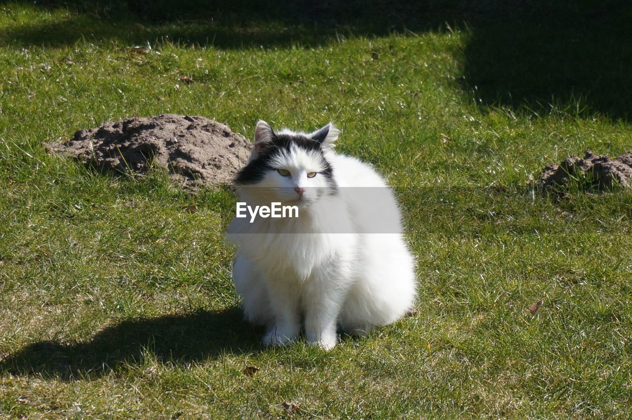 Close-up of white cat on grassy field