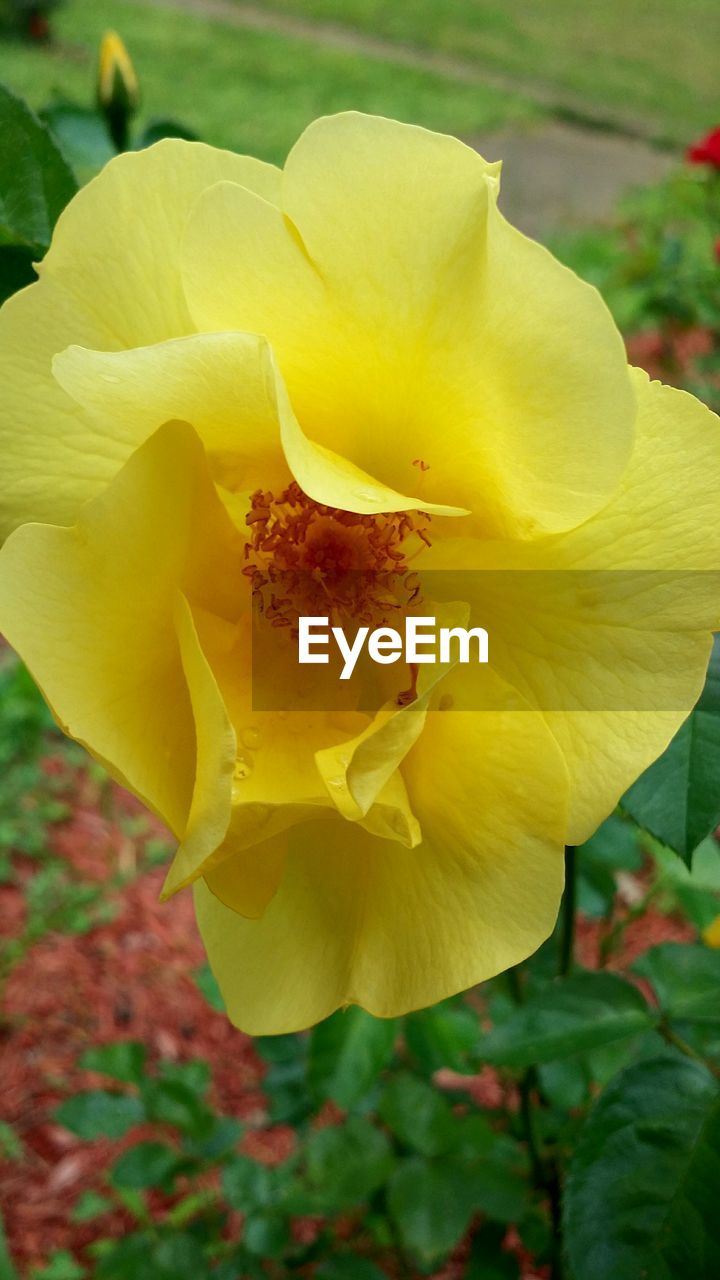 CLOSE-UP OF FRESH YELLOW FLOWER BLOOMING IN PARK