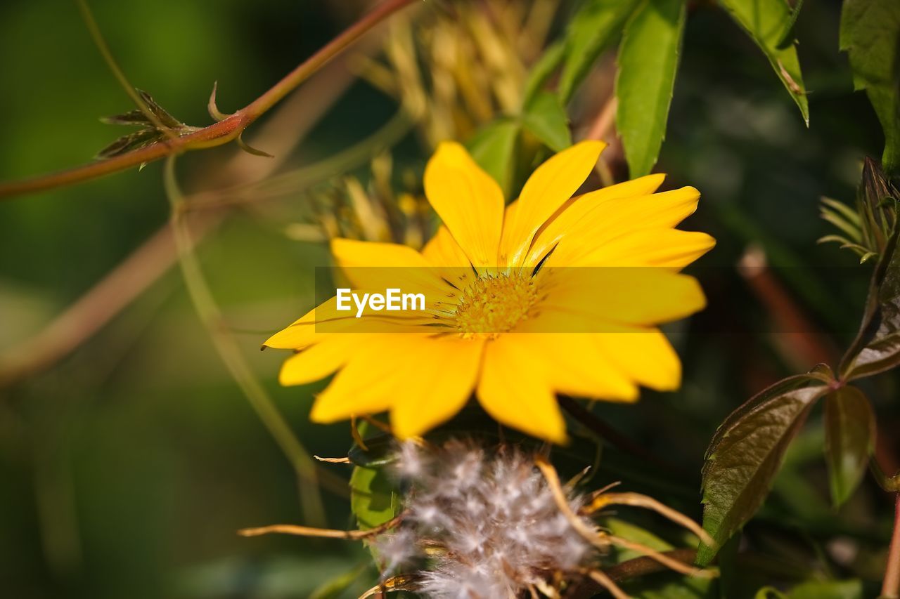 Close-up of yellow flowering plant