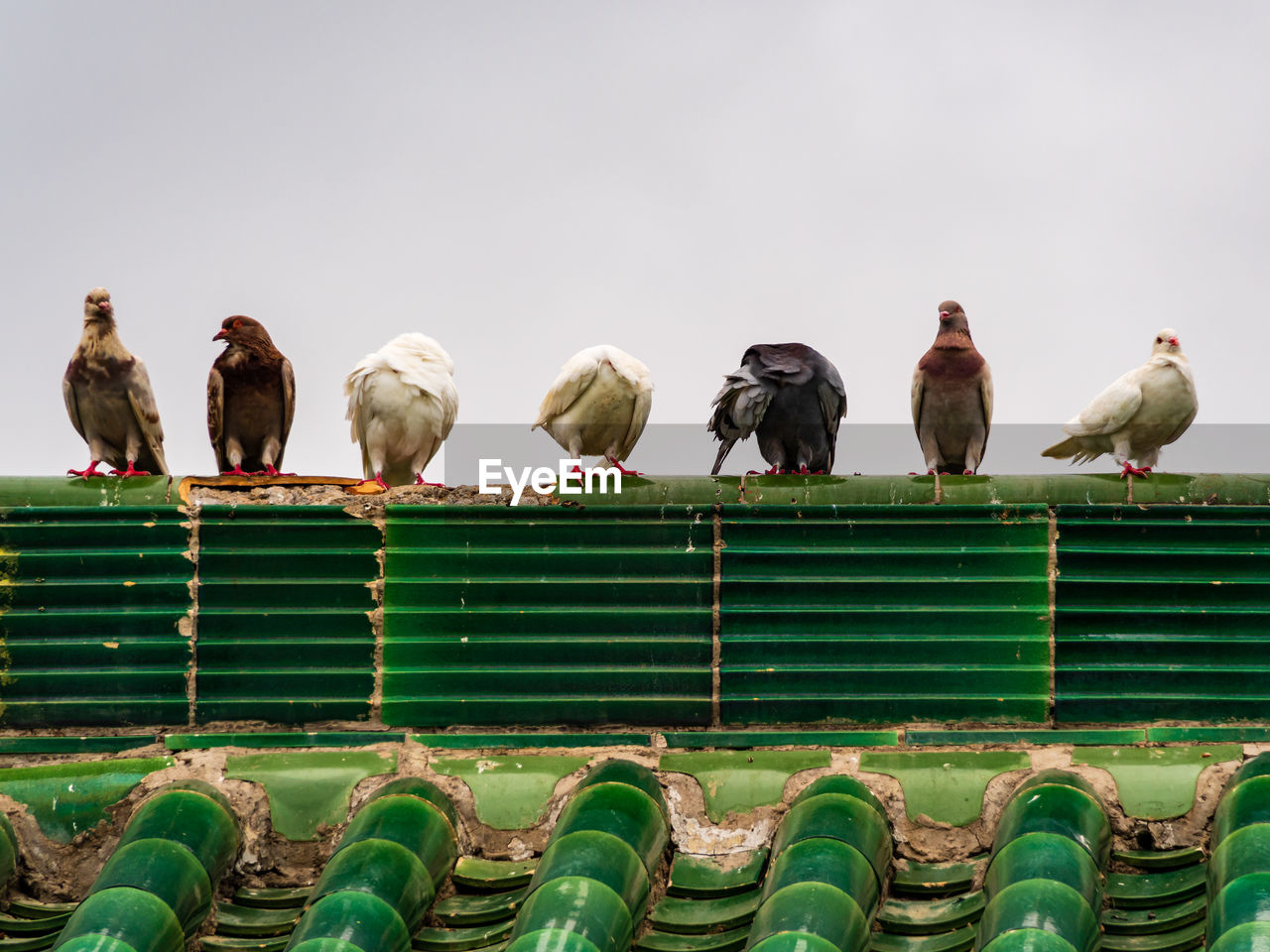 PIGEONS PERCHING IN A ROW AGAINST SKY