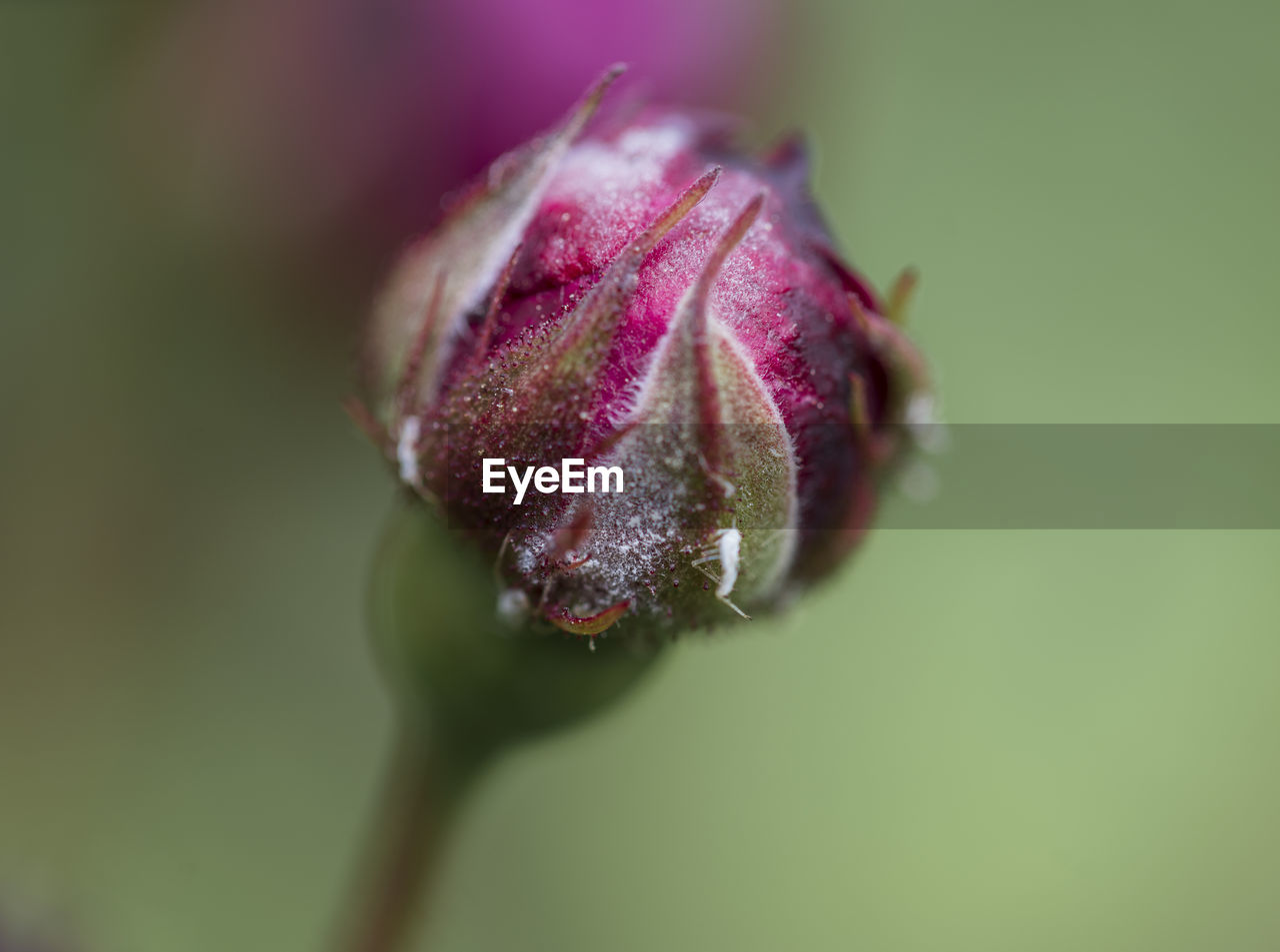 plant, bud, close-up, flower, beauty in nature, flowering plant, freshness, nature, petal, macro photography, growth, blossom, leaf, fragility, plant stem, no people, green, pink, focus on foreground, wildflower, purple, selective focus, outdoors, flower head, inflorescence, plant part, day, botany, macro