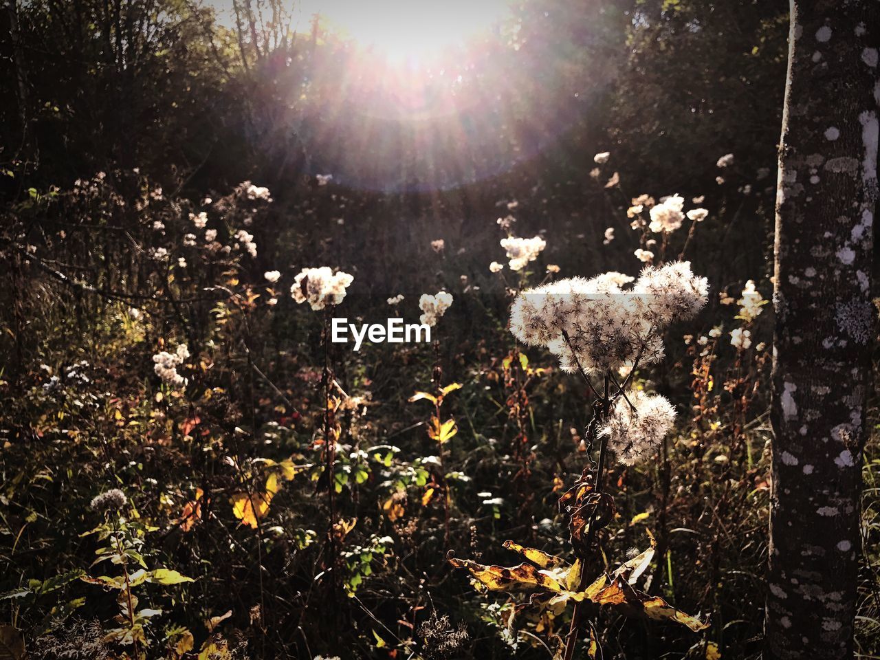 CLOSE-UP OF WHITE FLOWERING PLANTS AGAINST BRIGHT SUN