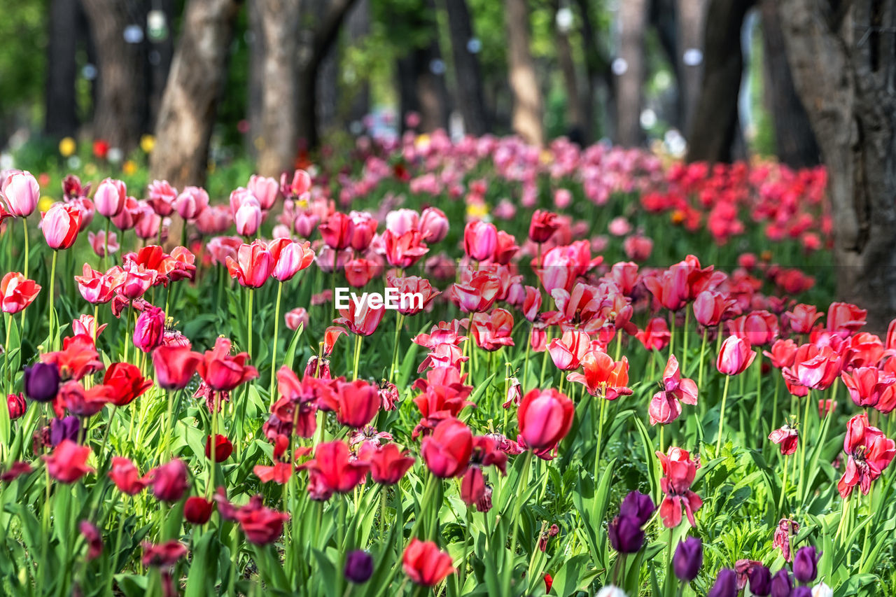 plant, flower, flowering plant, beauty in nature, freshness, nature, growth, red, land, pink, springtime, tree, tulip, field, flowerbed, fragility, no people, landscape, close-up, environment, outdoors, tree trunk, blossom, tranquility, day, green, inflorescence, trunk, botany, multi colored, flower head, petal, park, grass, garden, focus on foreground, plant part, vibrant color, summer, park - man made space, leaf, meadow, ornamental garden, scenics - nature, sunlight, wildflower, non-urban scene