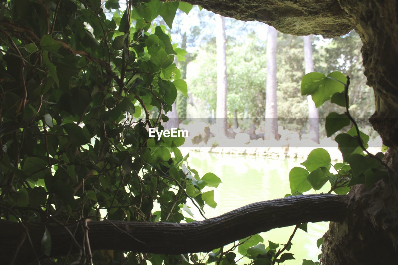 CLOSE-UP OF IVY ON TREE