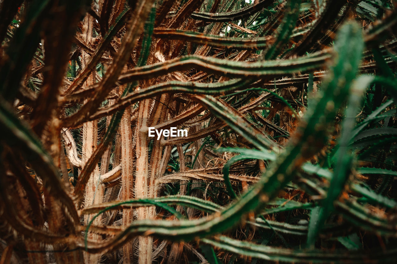 Full frame shot of plants