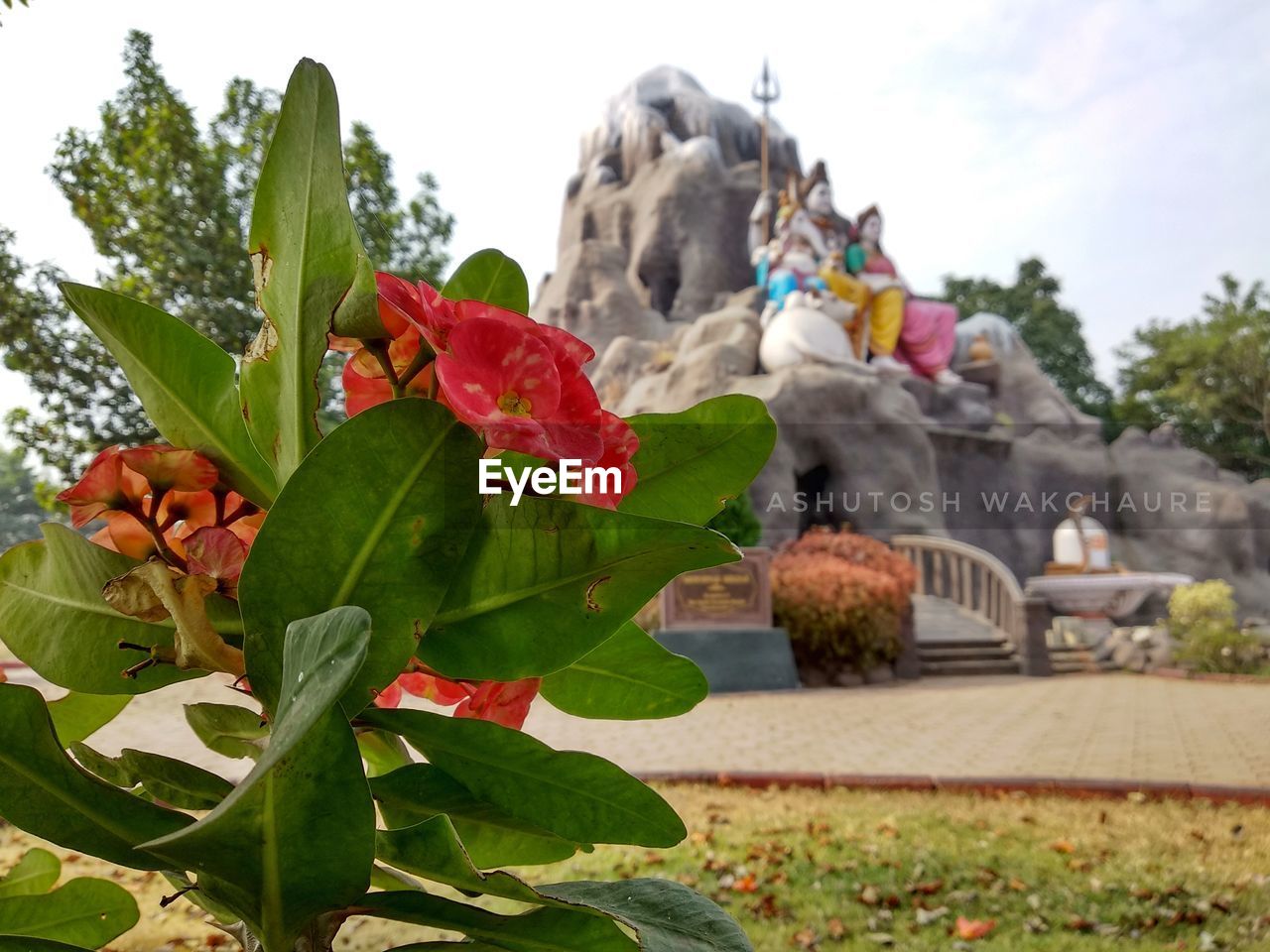 LOW ANGLE VIEW OF PLANTS