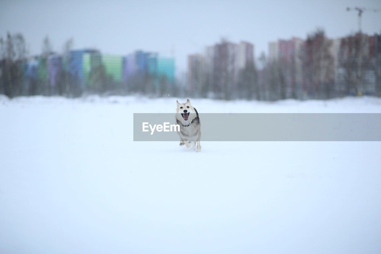 VIEW OF A DOG ON SNOW