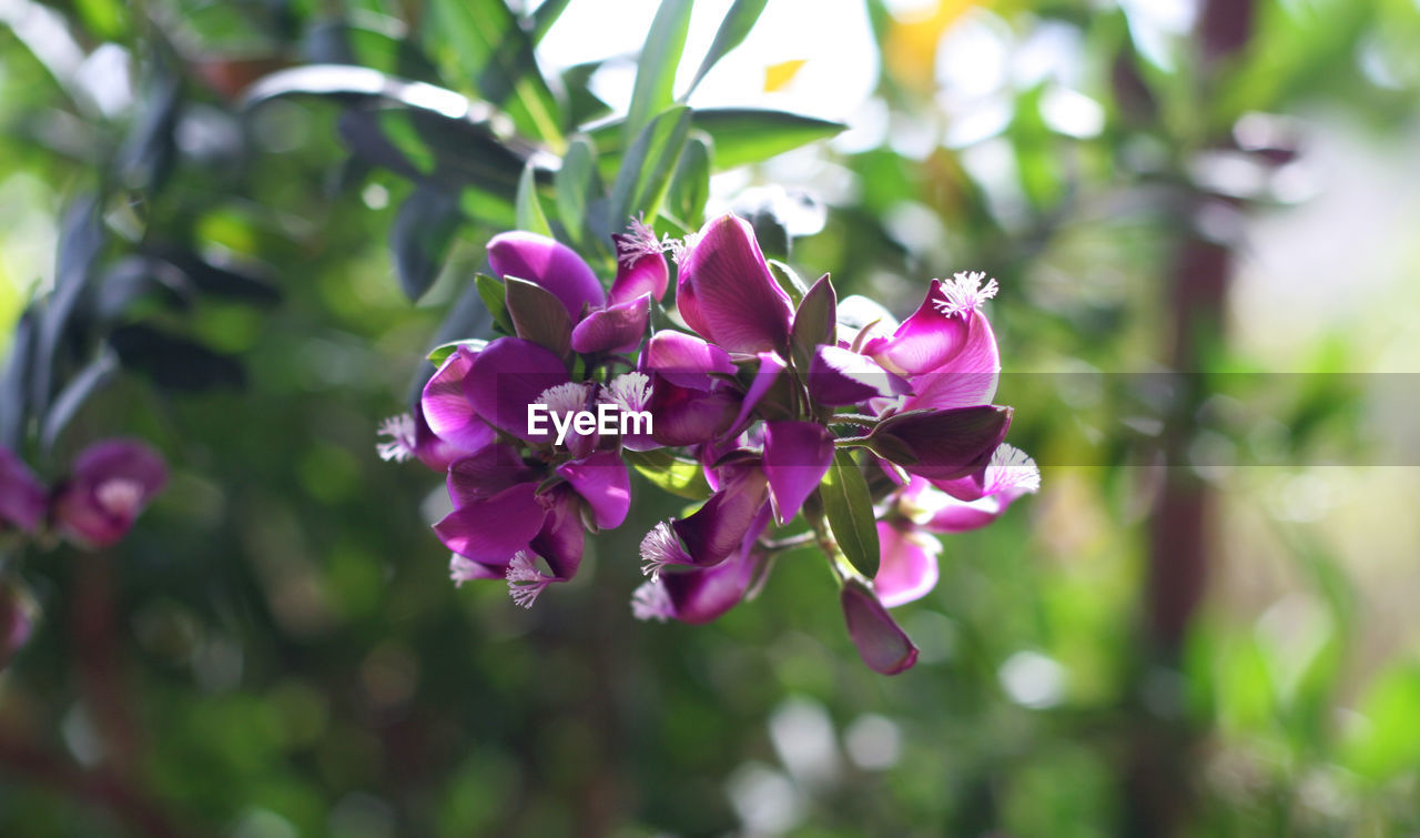 CLOSE-UP OF PINK FLOWERING PLANTS