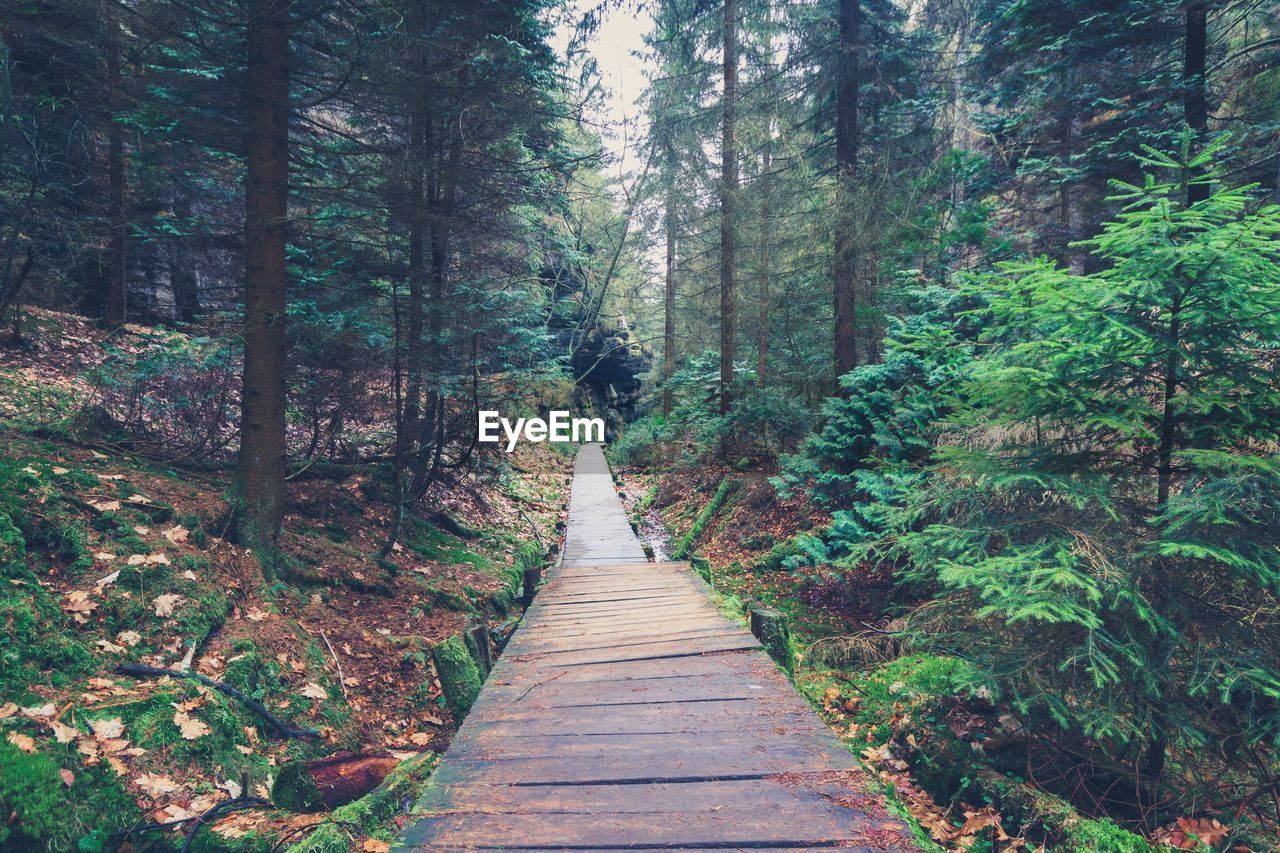 Boardwalk amidst trees at forest
