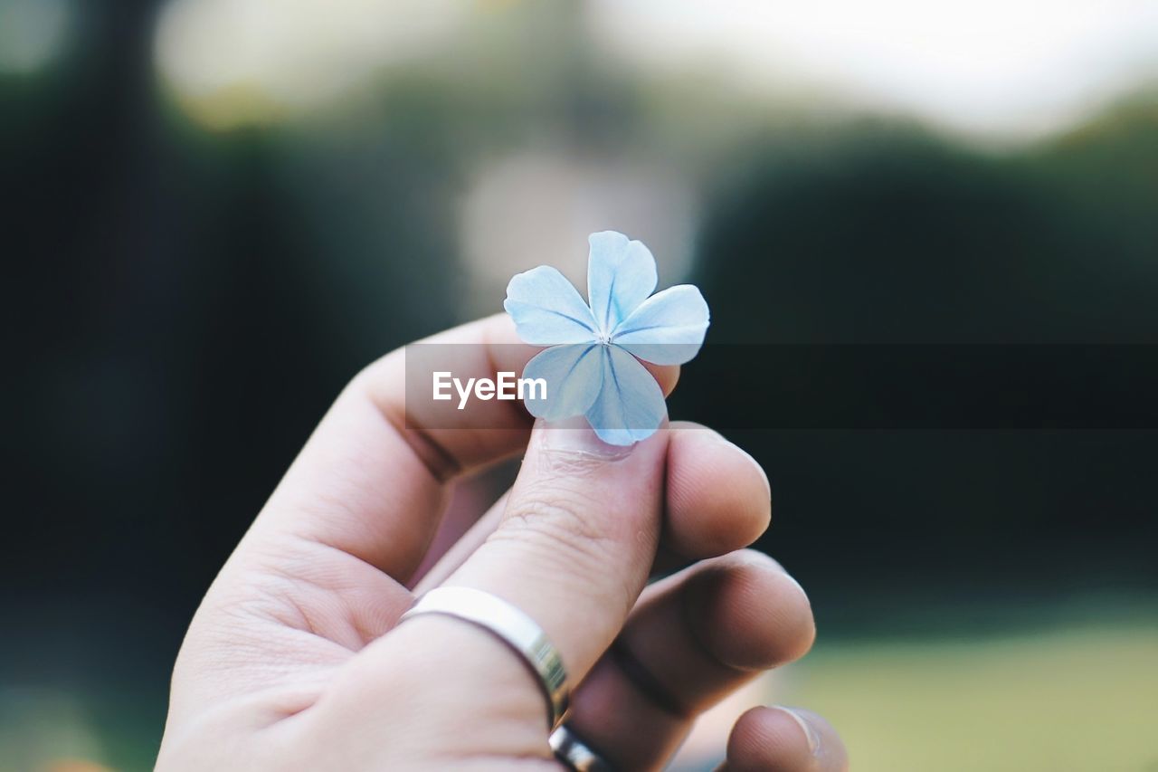 CLOSE-UP OF HAND HOLDING SMALL FLOWER IN BLOOM