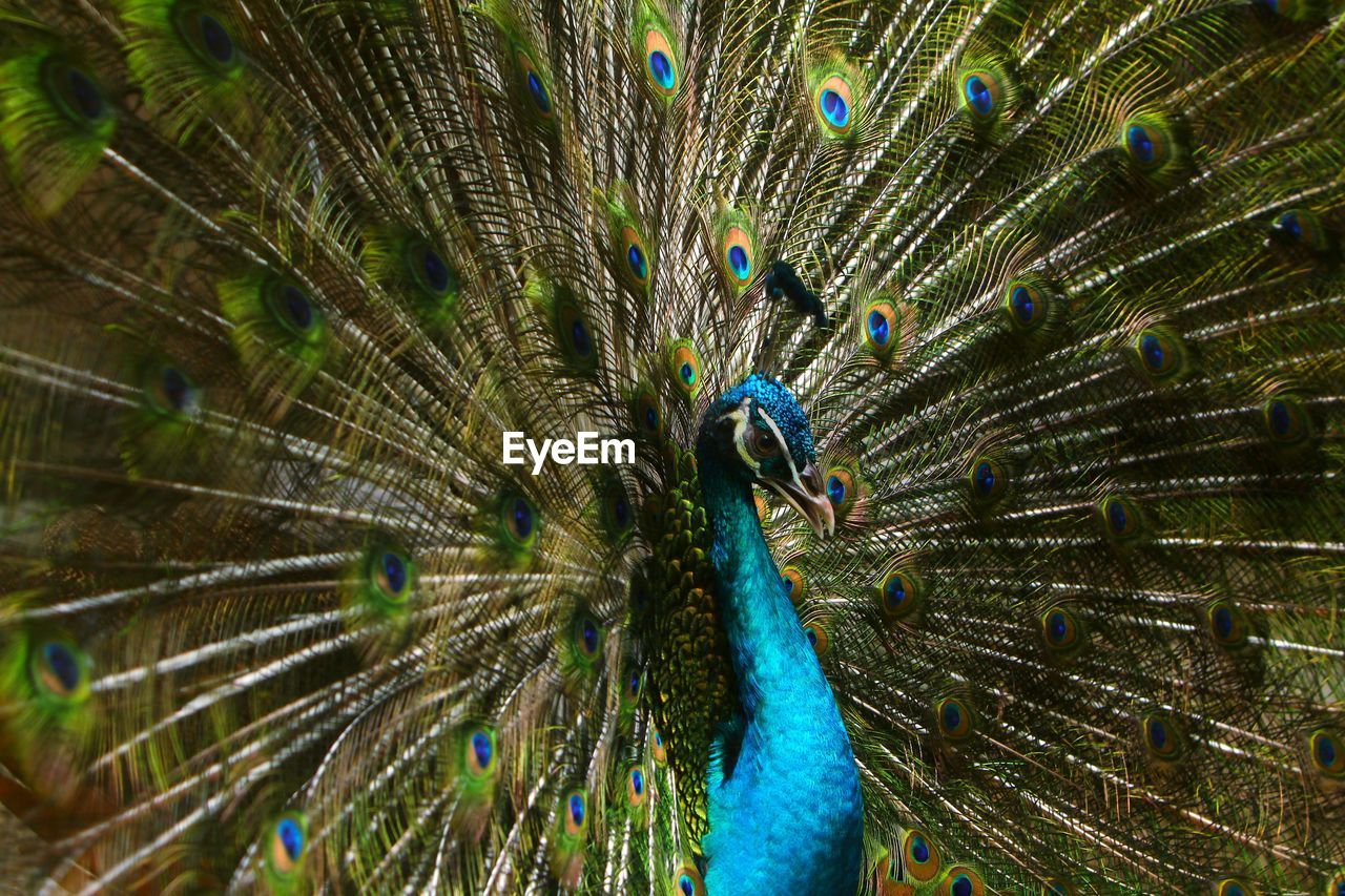 Close-up of peacock