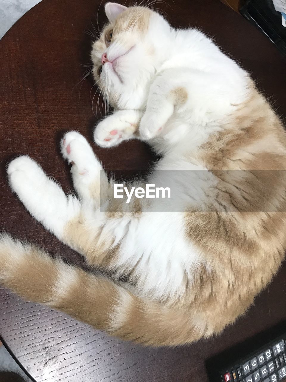 HIGH ANGLE VIEW OF CAT SLEEPING ON BED