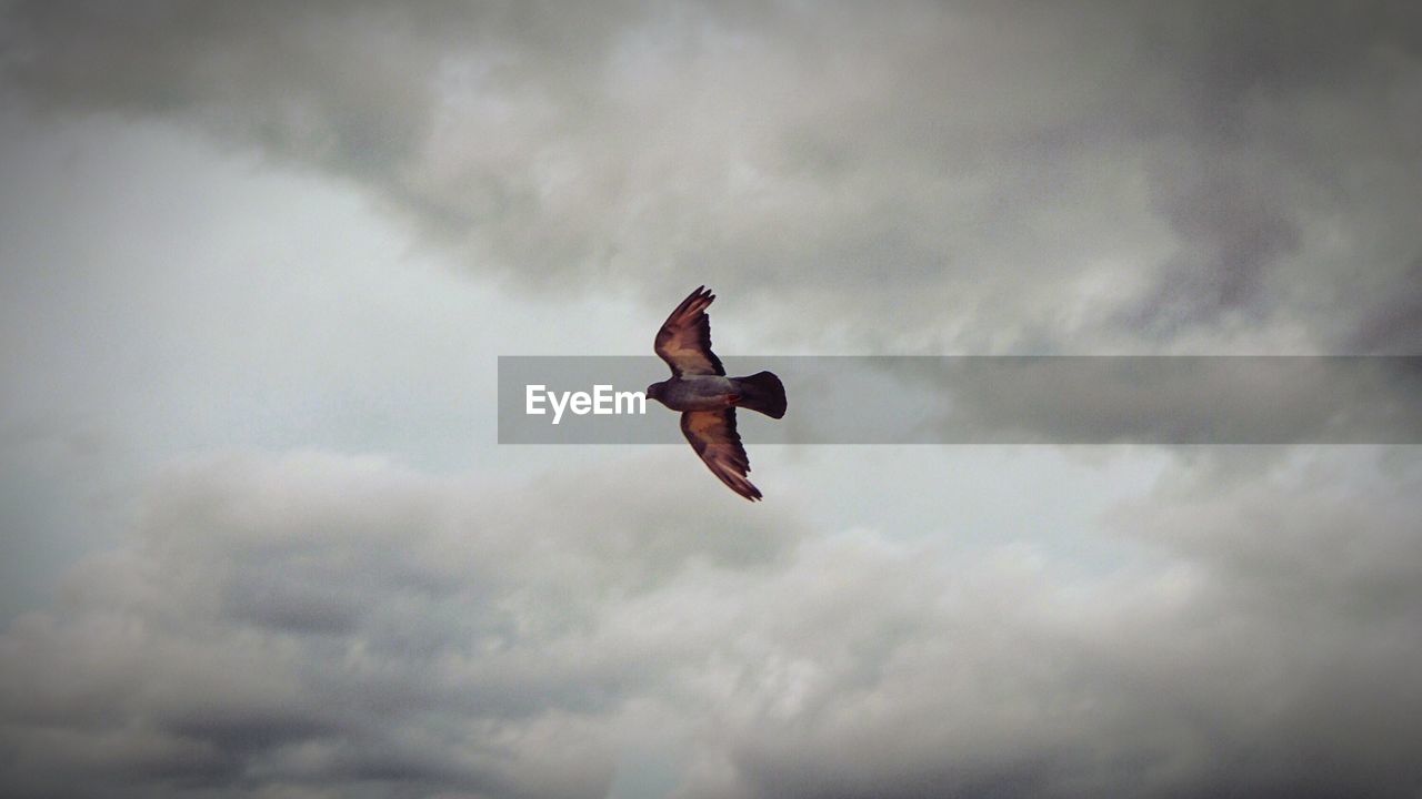 LOW ANGLE VIEW OF SEAGULL FLYING AGAINST CLOUDY SKY