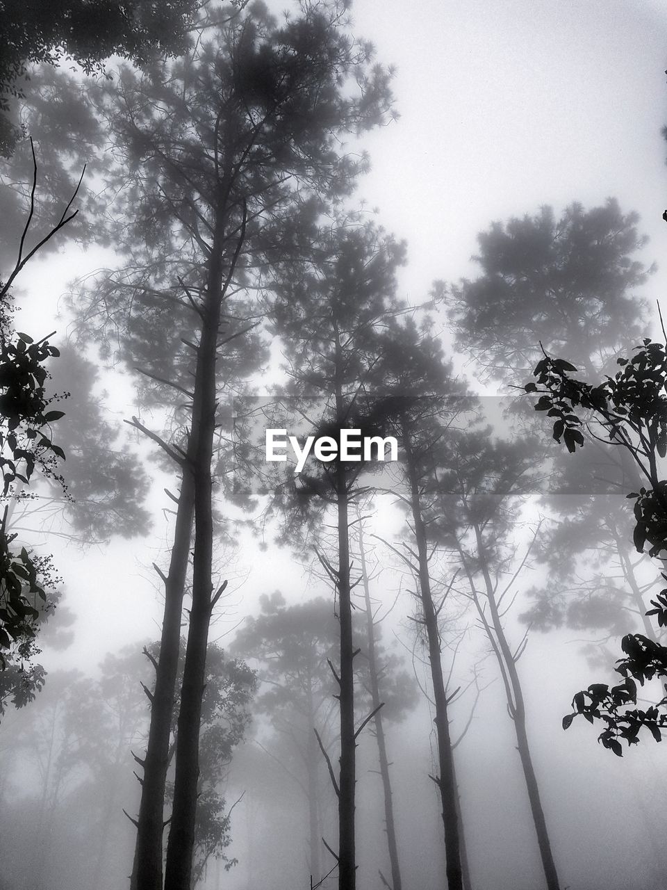 LOW ANGLE VIEW OF TREES GROWING IN FOREST AGAINST SKY