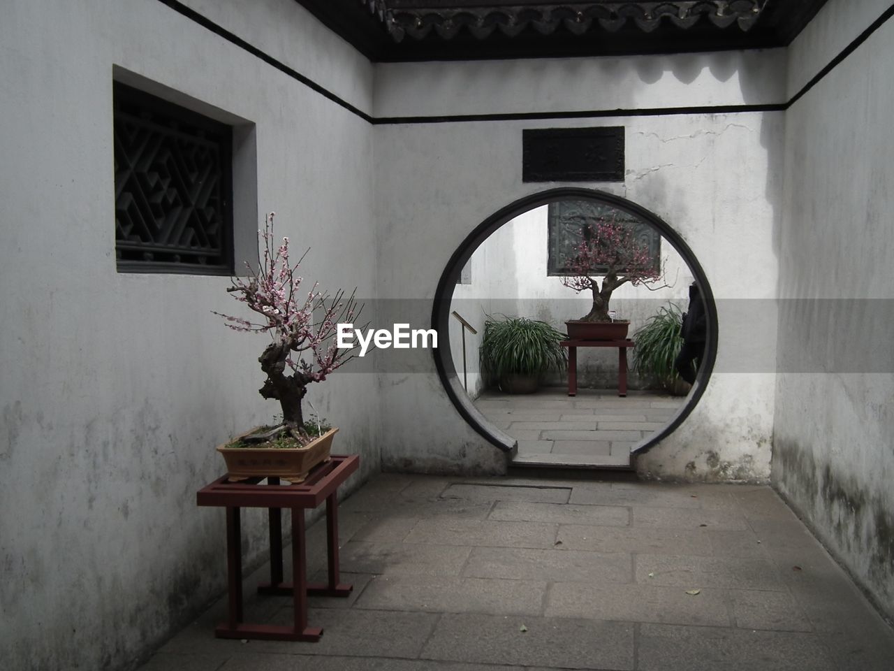 Bonsai trees on table in yuyuan garden