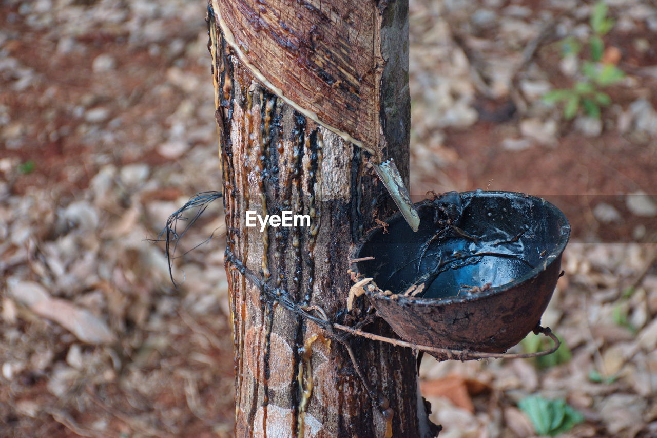 Tapping latex from a rubber tree