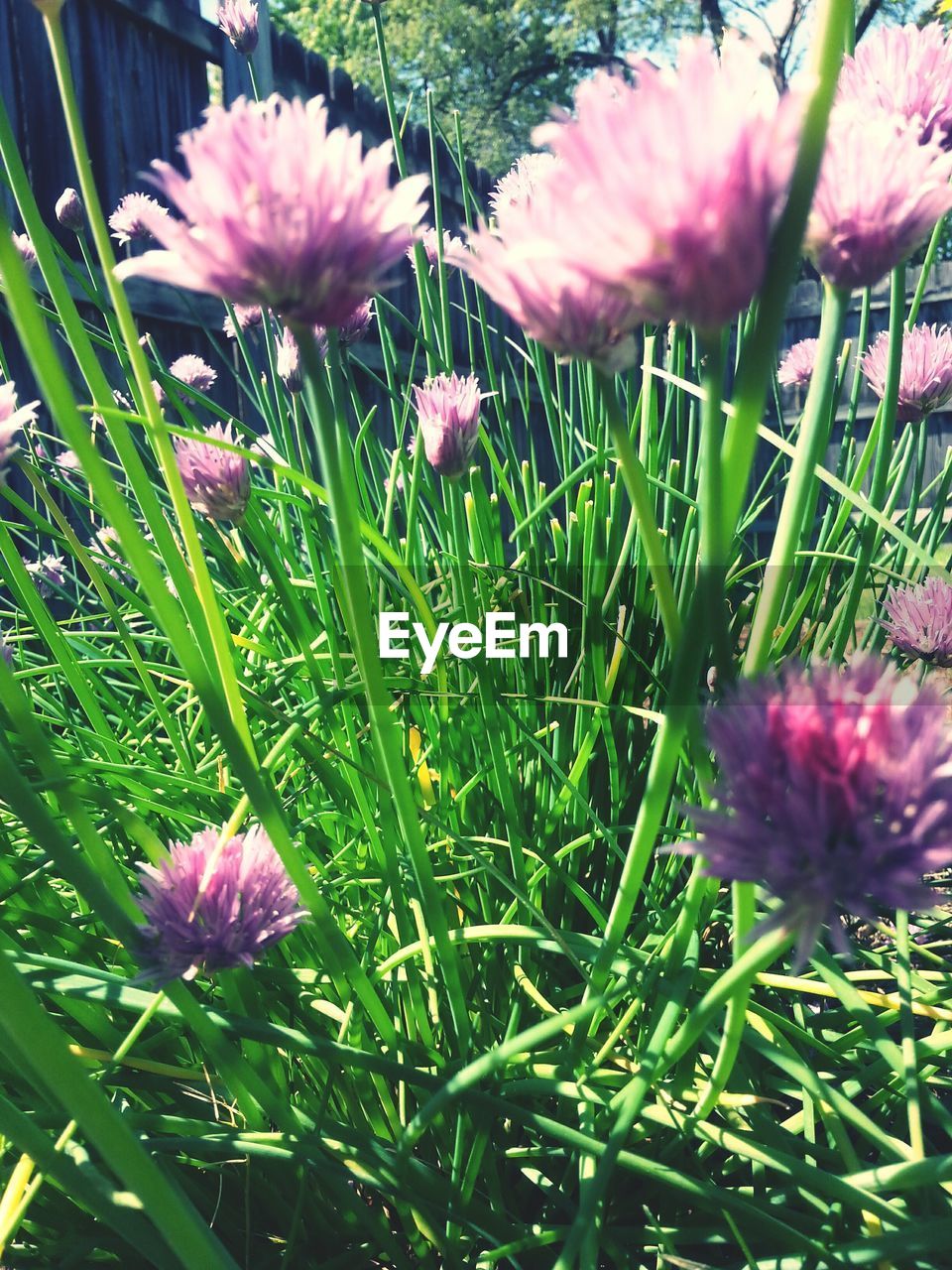 CLOSE-UP OF PINK FLOWERS BLOOMING ON FIELD